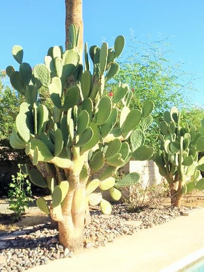 cactus3