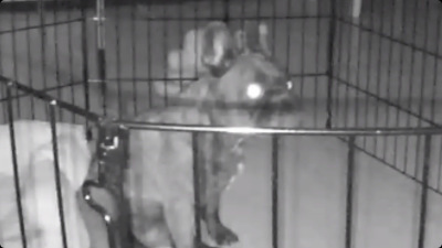 Nest cam view of my demonic frenchie