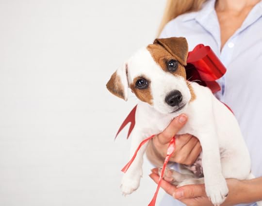 44362775 - puppy as a gift. dog with a bow