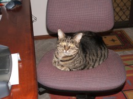 Slim on office chair