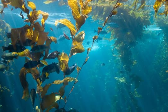 kelp Jonathan Kriz Flickr, CC lic.jpg