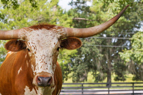 Texas longhorn.jpeg