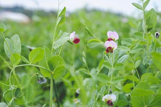 Field Peas_Seattle Urban Farm Co.