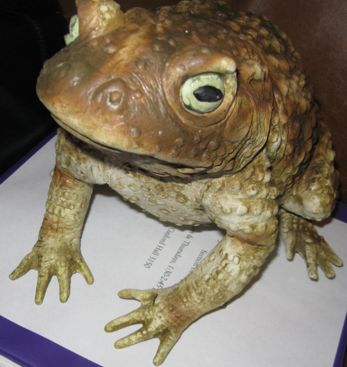 toad1