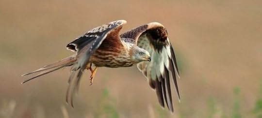 Red kite, photo from BBC website