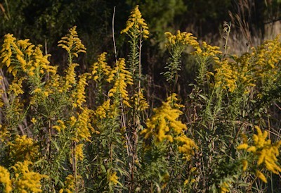 Goldenrod-10-15-16