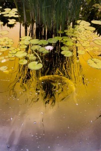 dreamstime_l_3242979-koipondlillies-working