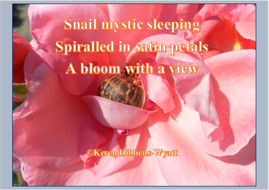 snail-1
