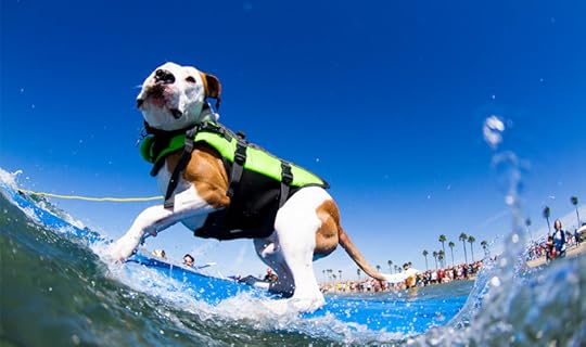 dog surfing competition