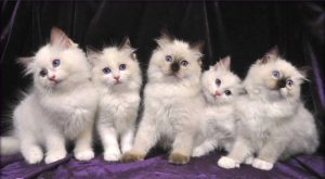Ragdoll-Kittens-88