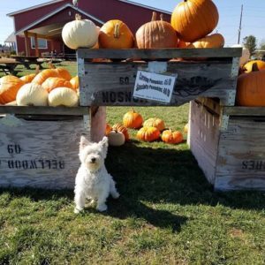 cosmo-pumpkins