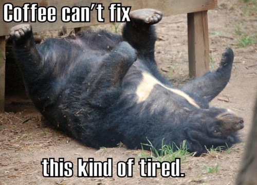tired-bear