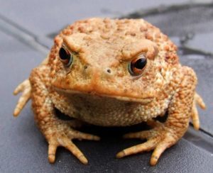 toad-2