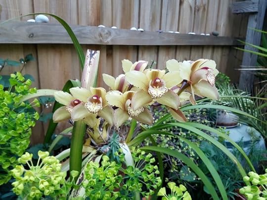 A cool orchid in my back garden. 15 years old?