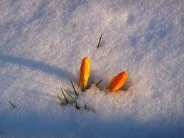 hintsofspringwhilewalking