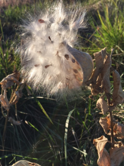 Milkweed pod, Montana. 