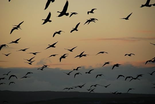 Wild geese in flight