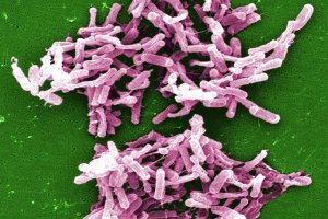 clostridia-difficile-cdc