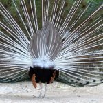 The other side of a peacock's show.