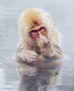 snow-monkey