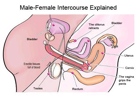 sex-diagram