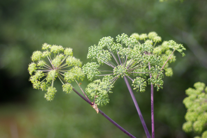 Angelica plan