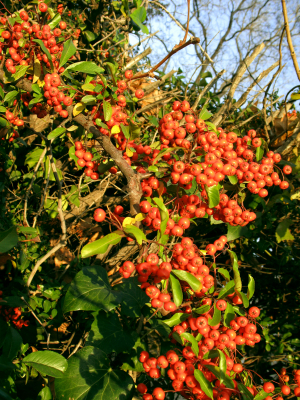 Winter beauty