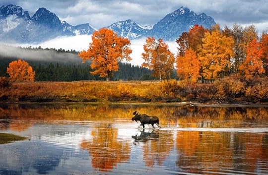moose-in-wyoming