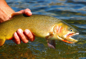 20051008223143_cutthroat1small