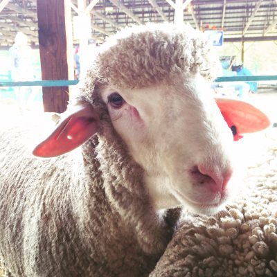 Spinzilla spinners are awesome!