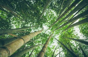 bamboo-forest-1245966_1280