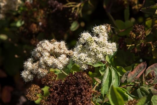 Spiraea betulifolia var. lucida