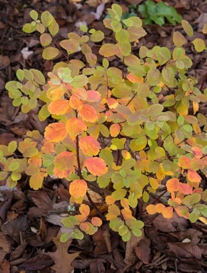 Spiraea betulifolia var. lucida