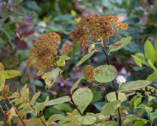 Spiraea betulifolia var. lucida