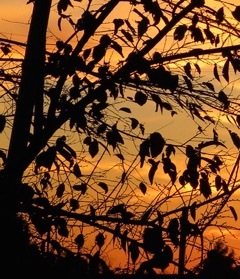 jeneals-dawn-2