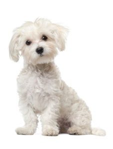Maltese puppy, 6 months old, sitting in front of white backgroun