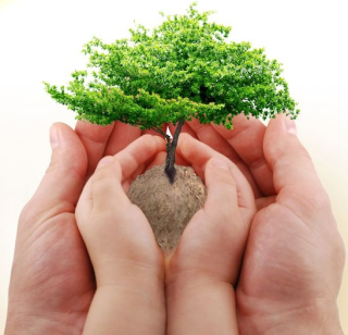 Trees