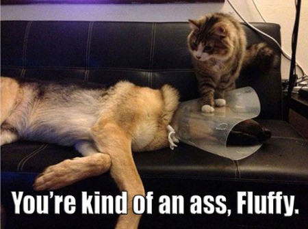 funny-pictures-cat-sitting-dogs-cone