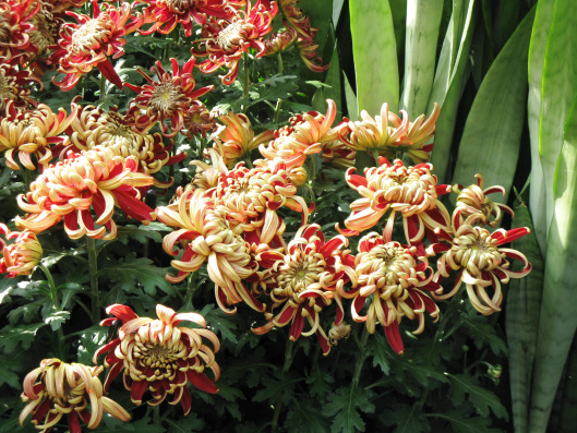 Longwood Gardens 037