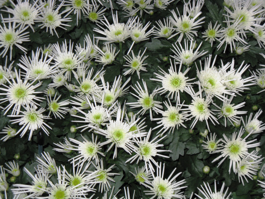 Longwood Gardens 043