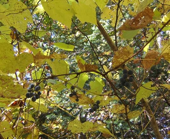 my grapes, wandering about in the birch tree