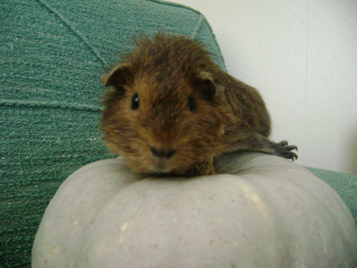 Twiglet knows how important it is to end a series right. It is just as important as knowing how to pose on top of a pumpkin, a skill Twiglet mastered in mere minutes. 