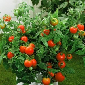 tomatovine1