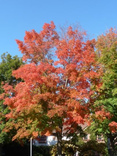Red tree, blue sky