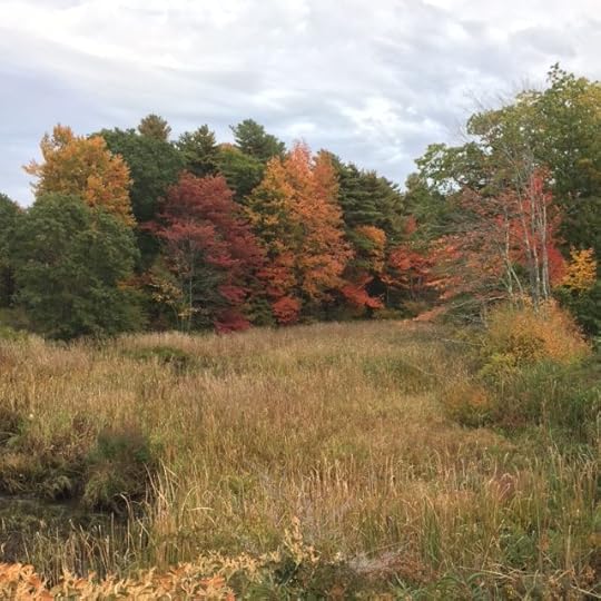 Marshland adjacent to the Mousam River in Kennebunk
