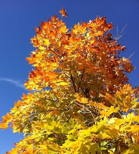 A tree alight