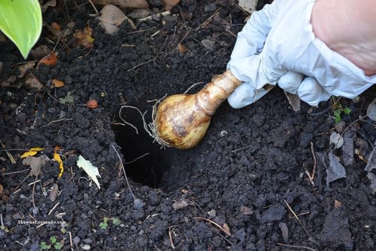 Bulb Popper Bulb in Soil