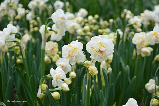 Bulb Popper Double Daffodils