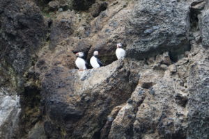 Puffins at Heimaey, Iceland