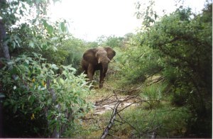 zambezi-elephant-zimbabwe